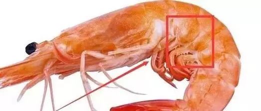 大鱼|青岛海鲜市场现一米多长大鱼！很多老青岛都不认识……