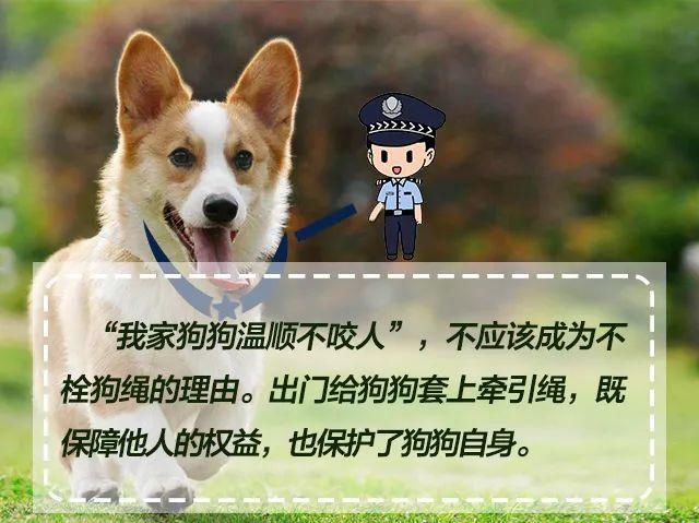 收藏|文明养犬，宠爱有方，《朋友圈式养犬指南》请收藏！