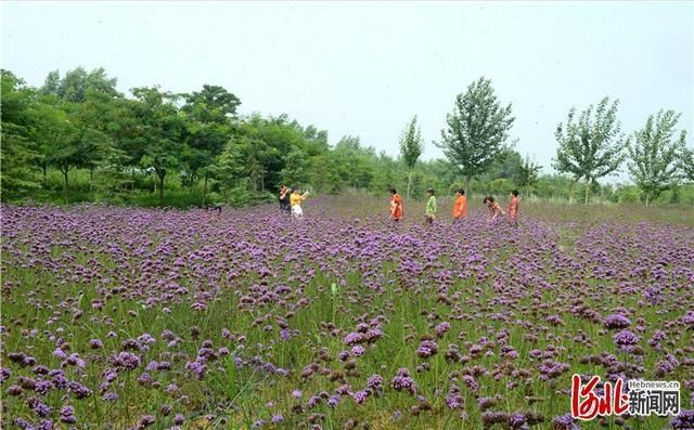  邯郸|河北邯郸：荒沙滩变身生态园