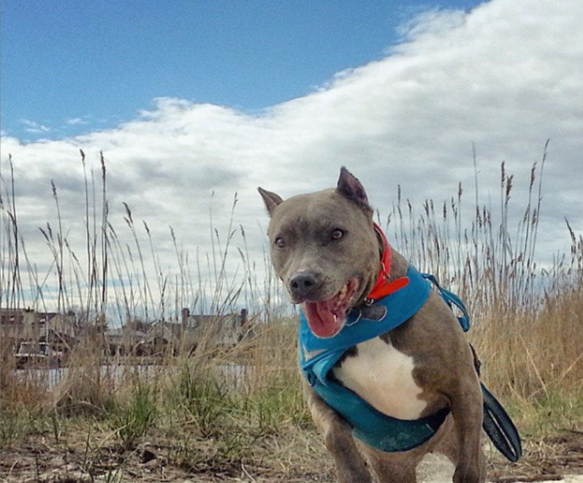 改过自新|男子有很多恶习,狗狗却帮助他改过自新,他们一起同甘共苦