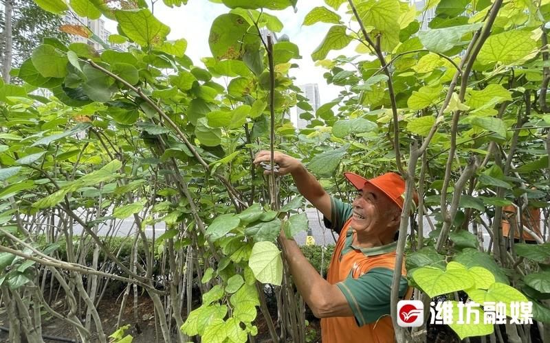 给绿化带“理发”，美了美了！