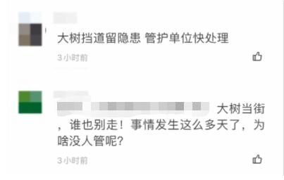  大树|狂风暴雨，大树倾倒砸车，谁来担责？