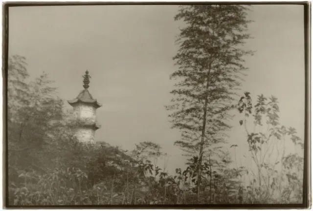  停用|摄影圈｜佳能宣布所有新产品停用两个术语 / 女摄影师凭水中拍鸟成北美打鸟第一人