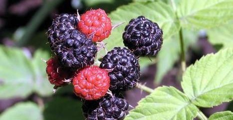  细腻|女性每天当零食吃几颗，皱纹展了，皮肤细腻，不想一脸皱纹可试试