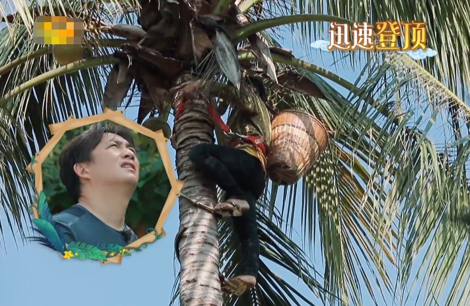  黄磊老师|请村里爬树高手帮忙摘椰子，谁注意黄磊回的啥礼？明星就是大手笔