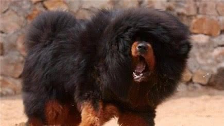  热议|藏獒发狂接连咬伤主人，主人无奈向警方求助，处理结果引人热议