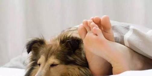  对主人|狗狗“睡觉”的八个秘密，说明你在它心目的重要位置