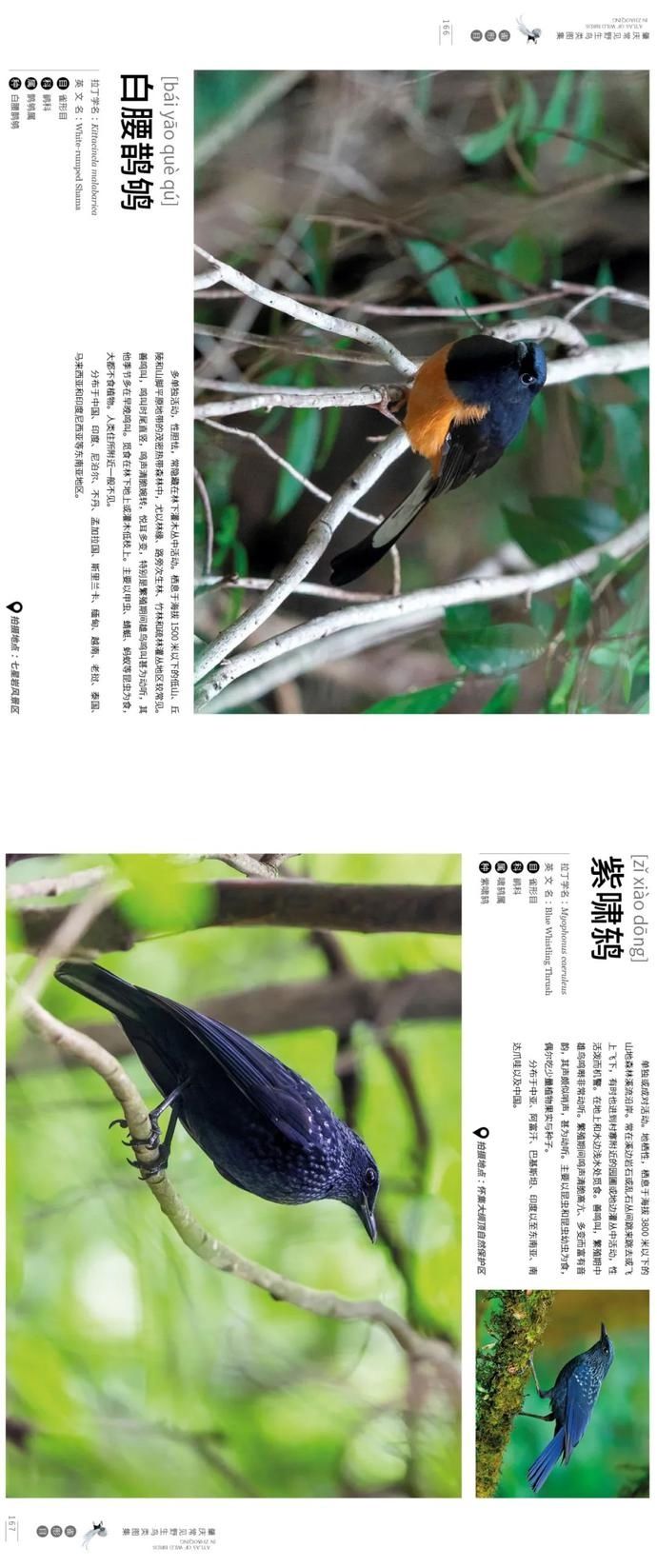 野生鸟类|艺术照曝光!肇庆竟藏有这么多野生“精灵”,很多没见过……