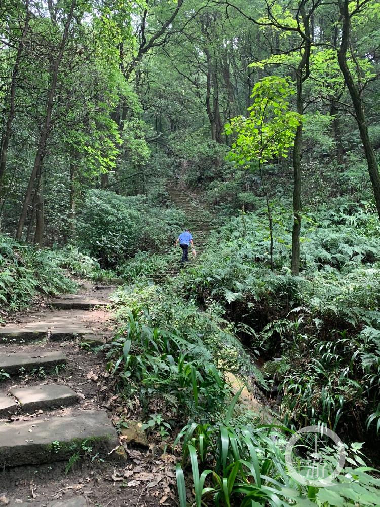  民警|酷暑下民警爬了2小时歌乐山……小伙子，终于找到你了！