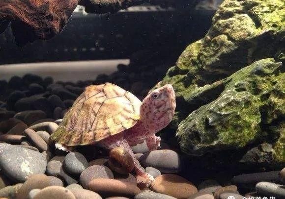 混养|龟被咬伤后该怎么处理?