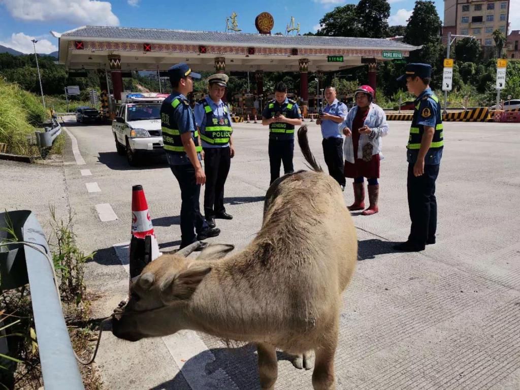  妈妈|真牛！“牛娃”冲上高速找妈妈
