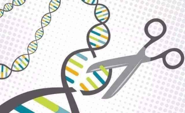 诺贝尔化学奖|2020年诺贝尔化学奖：基因编辑