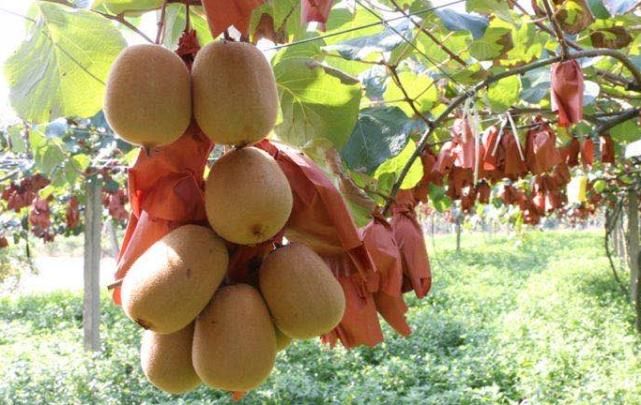  顺庆区|国庆8天哪里耍？小编带你玩转大美南充！