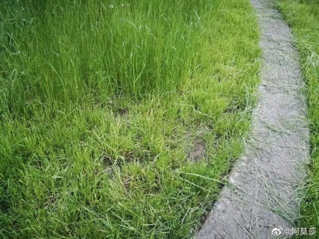  李子|她用3年时间爆改老宅，把荒地变花海：原来除了李子柒，我们还有另一种田园牧歌