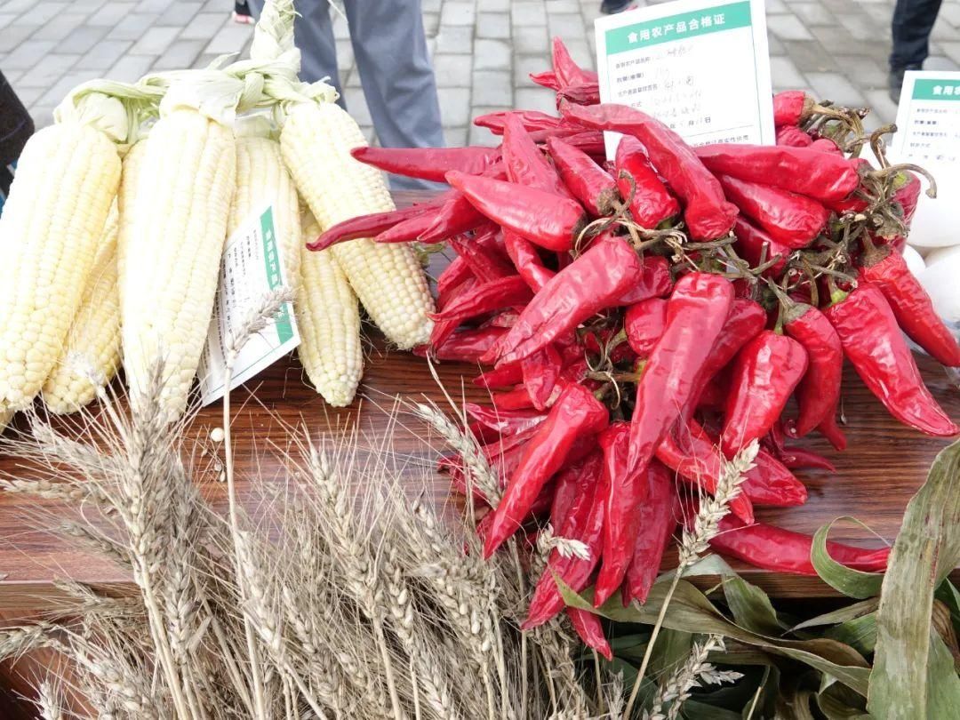 大兴安岭|兴安大地泛“金浪”，丰收的号角已吹响！