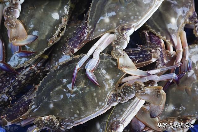 原汁原味|海边人教您这样吃海鲜,自抓自煮原汁原味,一个人吃一大盆超过瘾