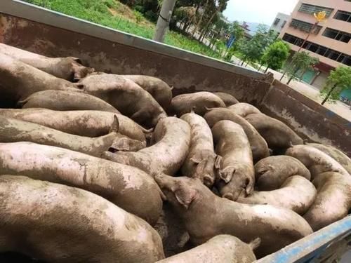  竟是|【平安＋满意】27头生猪不翼而飞？嫌疑人竟是合伙人！翁源公安快速破获一宗盗窃案