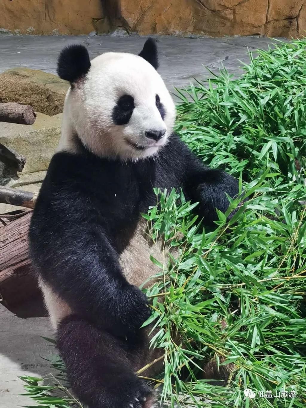  成实|大熊猫“成实”＆“园月”，要回家了！