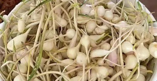 悄悄|这菜“清肠”特别好,口臭消失了,刮油减小腹,腰围悄悄变细了