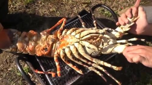 逗我|小伙上拼多多买“大虾”,20斤花了899元,切开后逗我玩呢