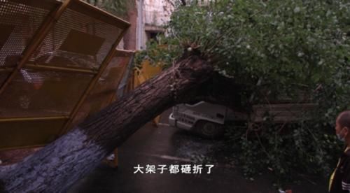  郭平宇|一场疾风暴雨，大树倾倒，树下货车被砸了！