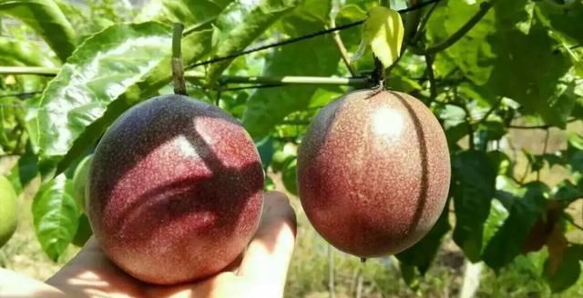 水果|这款百变网红水果,冰冰凉凉的酸甜可口夏季推荐