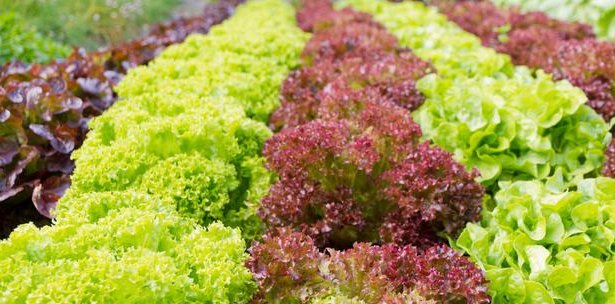  蔬菜|露地蔬菜生产的田间管理技术，你了解多少，不妨看看