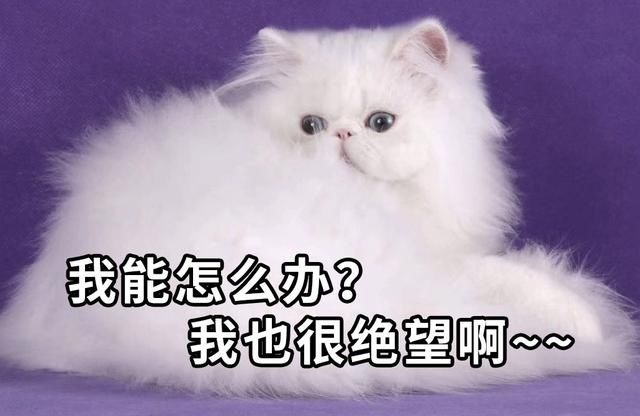  还要|太难了！结婚买房被骗 最后还要为“骗子”着想？