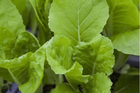 就可以|奶油小白菜吃起来很美味，种植时需要注意这些，一起来看看吧