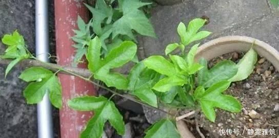  种子|常吃的4种水果，吃剩的种子不要扔，往盆里一种，种出水果小盆栽