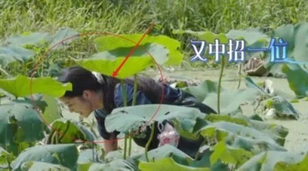  画面|《向往4》嘉宾努力干活，粉丝为爱豆们捏一把汗，我却留心远景画面