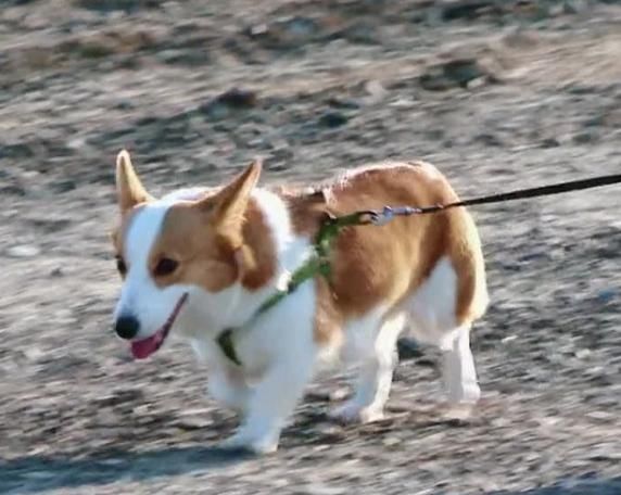  估计|如果千寻会说话，估计会和李汶翰正面“杠”：你说咱俩谁胖？