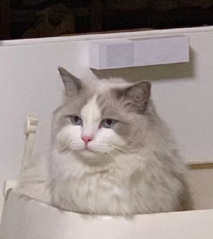  姿势|猫咪拉粑粑的奇葩姿势，忍住不要笑，铲屎的要面子的啊