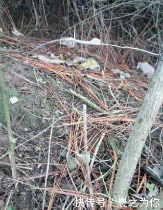 收获|农村小伙在山中下套子，野兔没抓到，竟收获意想不到的惊喜