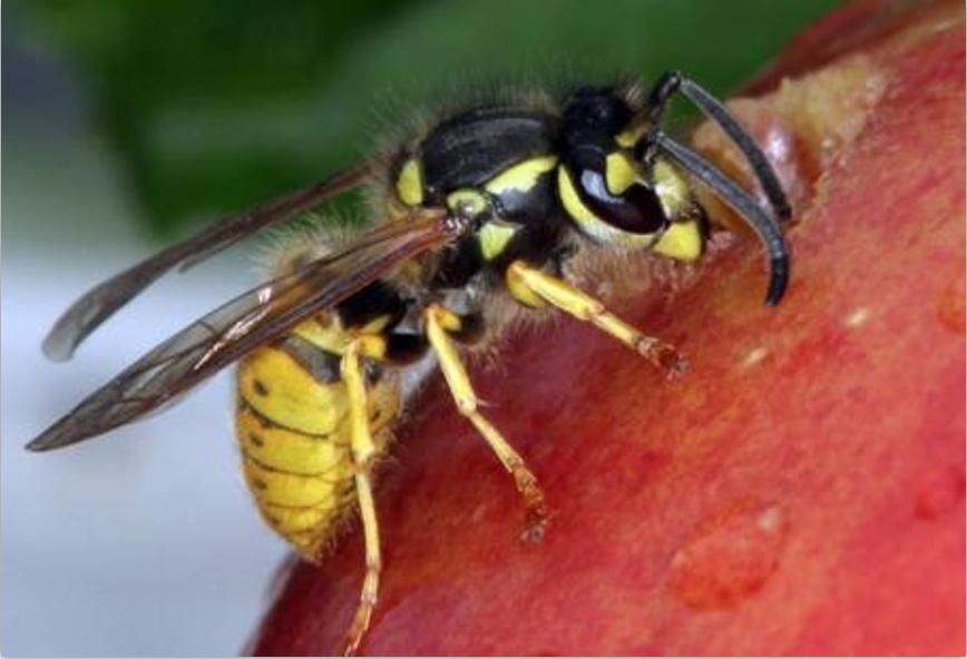 黄蜂|奶奶带5岁孙子去砍树,被30只黄蜂袭击,导致孙子死亡奶奶重伤