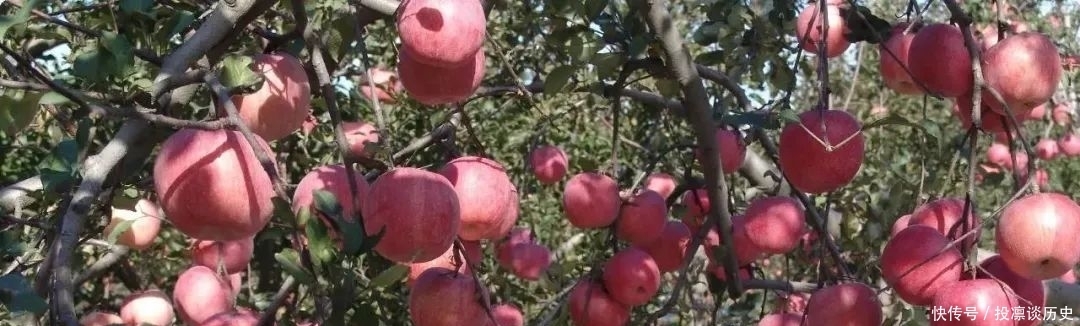 初步预计全省|全国苹果仅减产5%,或将成为今年销售季抑制梨价上涨的拦路虎!