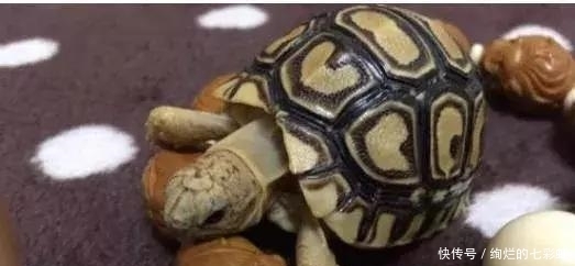 乌龟|文玩人“盘”活乌龟,还能“挂瓷”你能接受吗?