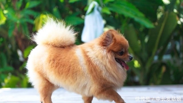 压根|这几种狗狗,一旦变成流浪狗,压根活不下去