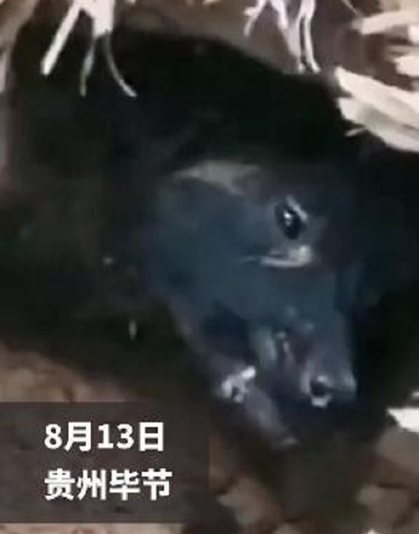  土下|山体滑坡将60斤的大狗埋在土下，37天后，大狗得救却瘦至10多斤