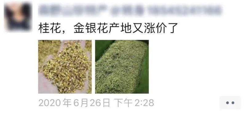 真的|我们北方人一点也不羡慕南方的桂花，真的！