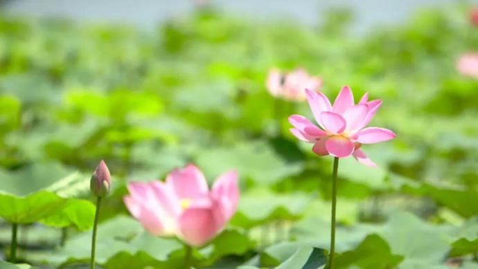 塘边|览夏 || 鸣翠湖：芦丛荡舟，迷宫观鸟，塘边赏荷……这样消暑很“靠谱”！