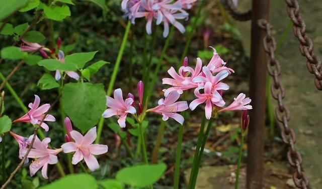  石蒜|申城公园石蒜花“乘风破浪”后，绽开笑颜进入花期