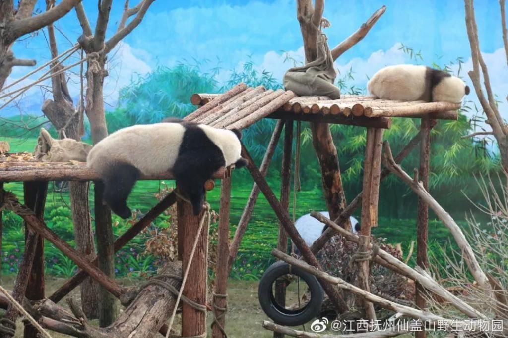  成实|大熊猫“成实”＆“园月”，要回家了！