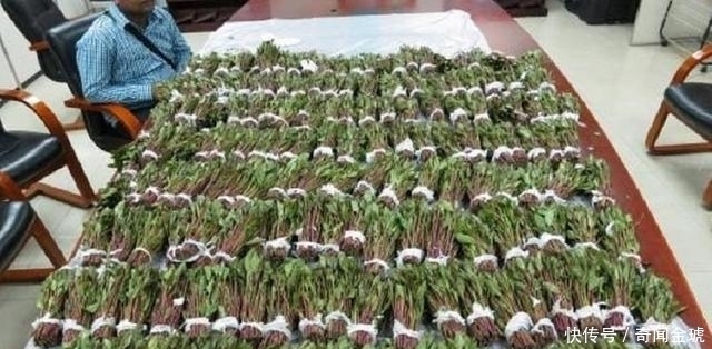 小心|新型毒品,形似苋菜,大家要小心提防