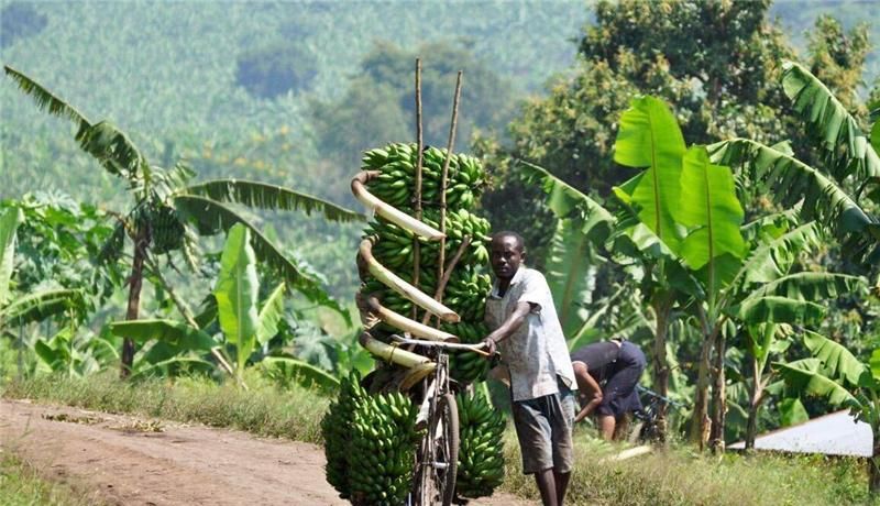 是因为|非洲人饭都吃不上还不种地,是因为懒吗?专家:你看地上长了什么