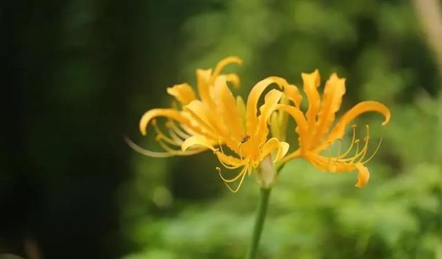  石蒜|申城公园石蒜花“乘风破浪”后，绽开笑颜进入花期