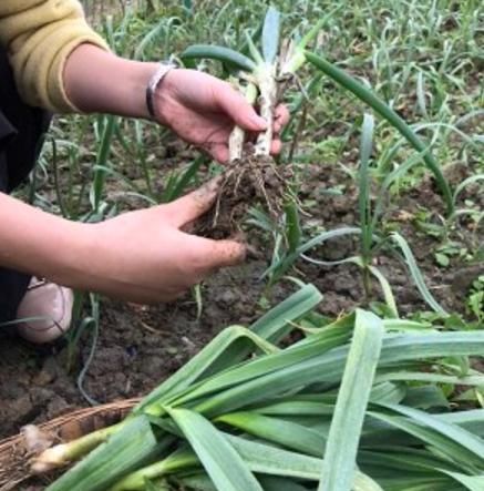  翻炒均匀|做回锅肉，万万不能直接下锅炒！大厨教你正确做法，肉香软不油腻
