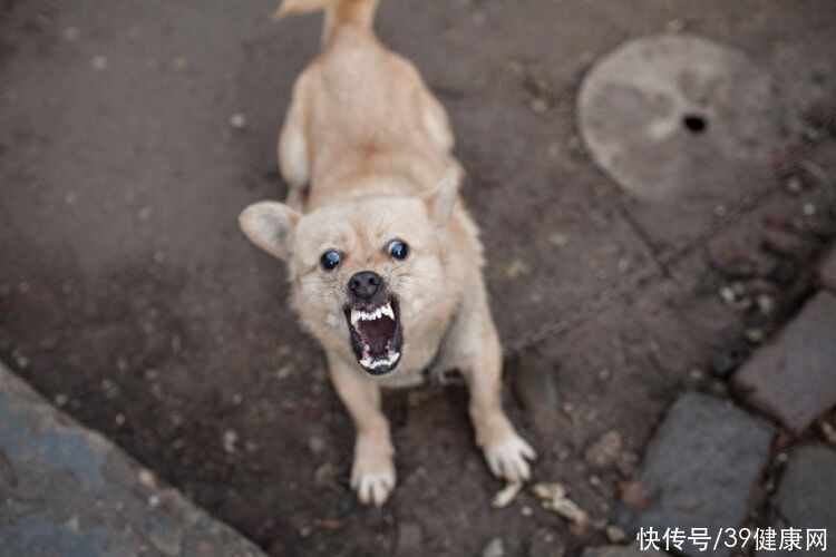 6岁男孩狂犬病发作身亡(6岁男孩狂犬病发作身亡，去世前已注射3针疫苗，为何人还是没了？)