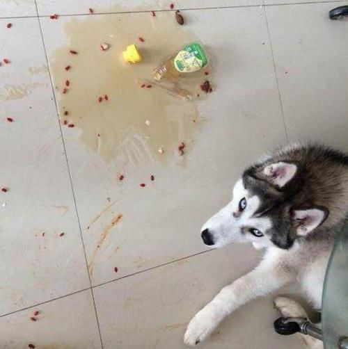 二哈|闺蜜看到我家二哈颜值爆表非要带回家养几天,于是我笑呵呵的答应