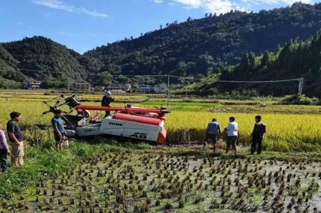  龙山|久雨终逢晴，龙山多地开启抢收水稻模式